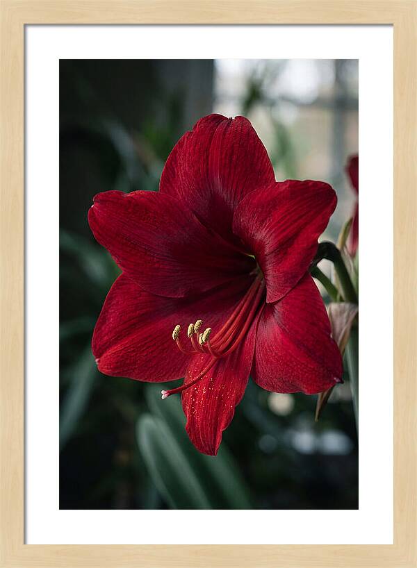 Amaryllis Blooming Elegance