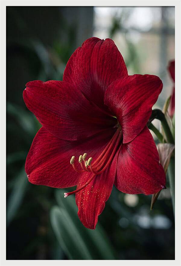 Amaryllis Blooming Elegance