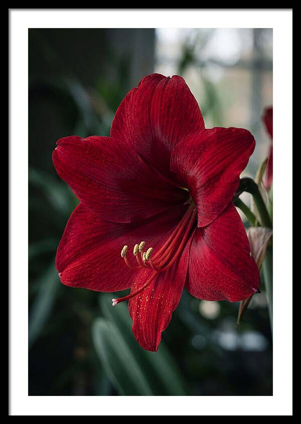 Amaryllis Blooming Elegance