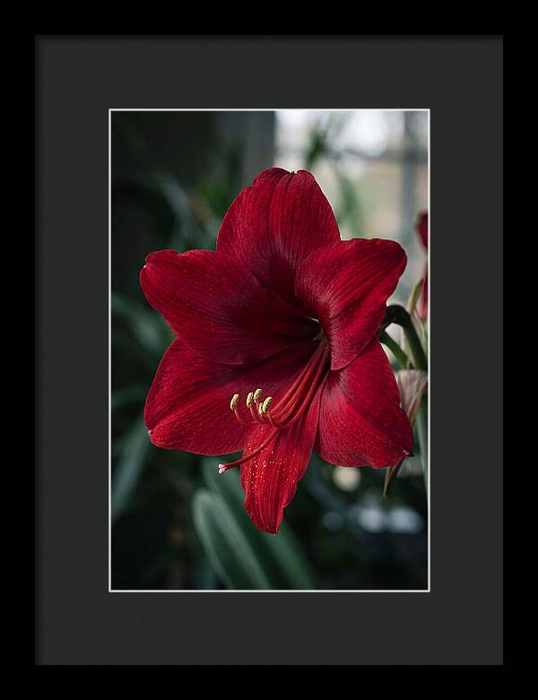 Amaryllis Blooming Elegance
