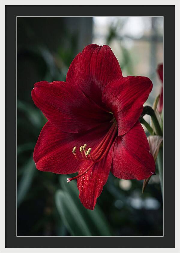 Amaryllis Blooming Elegance