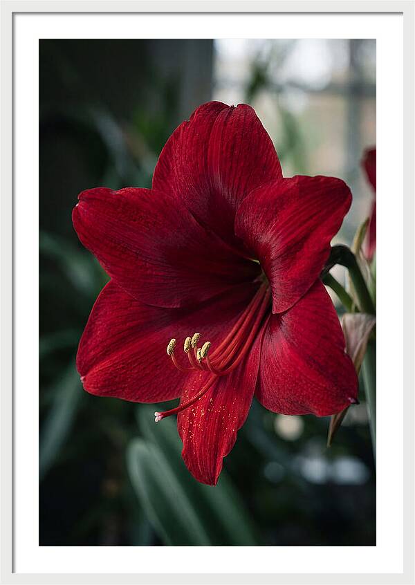 Amaryllis Blooming Elegance