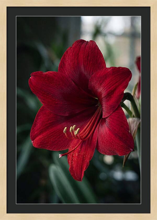 Amaryllis Blooming Elegance