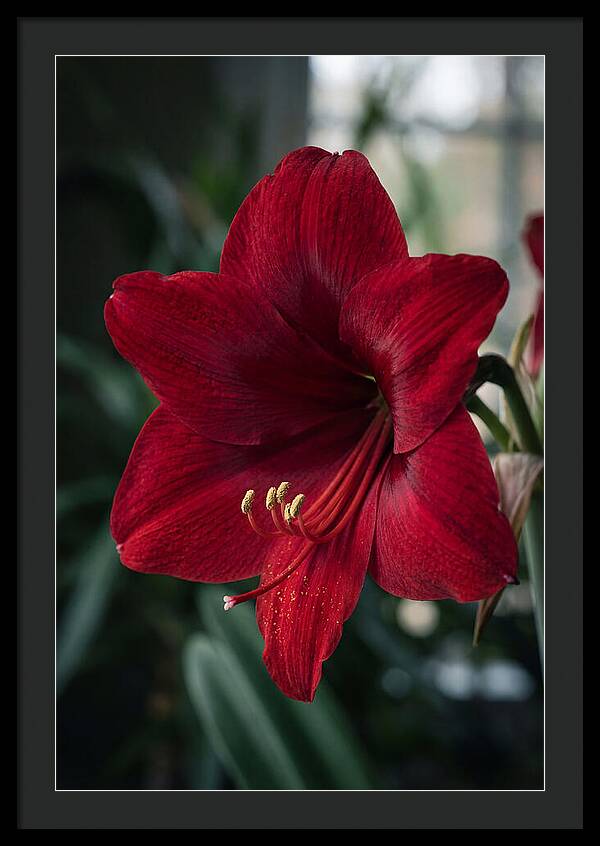 Amaryllis Blooming Elegance