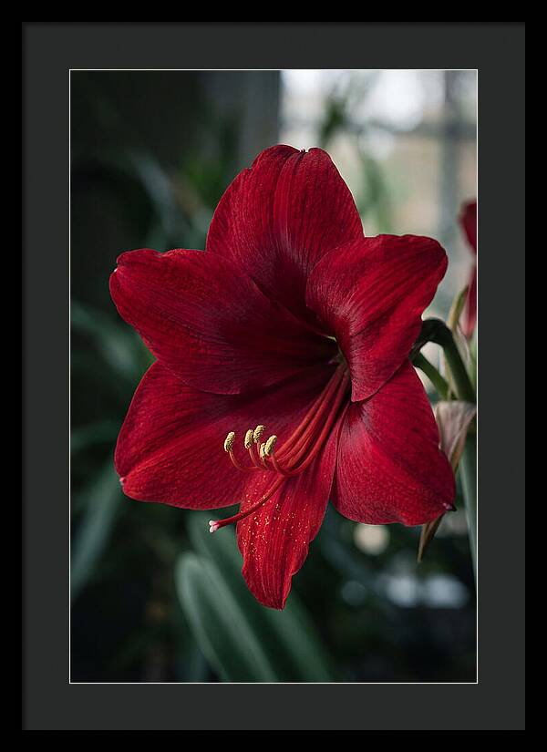 Amaryllis Blooming Elegance