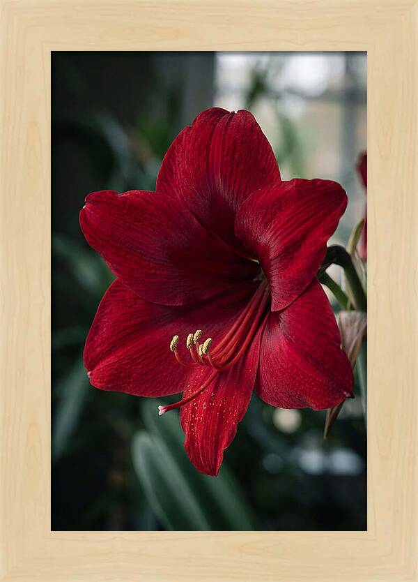 Amaryllis Blooming Elegance