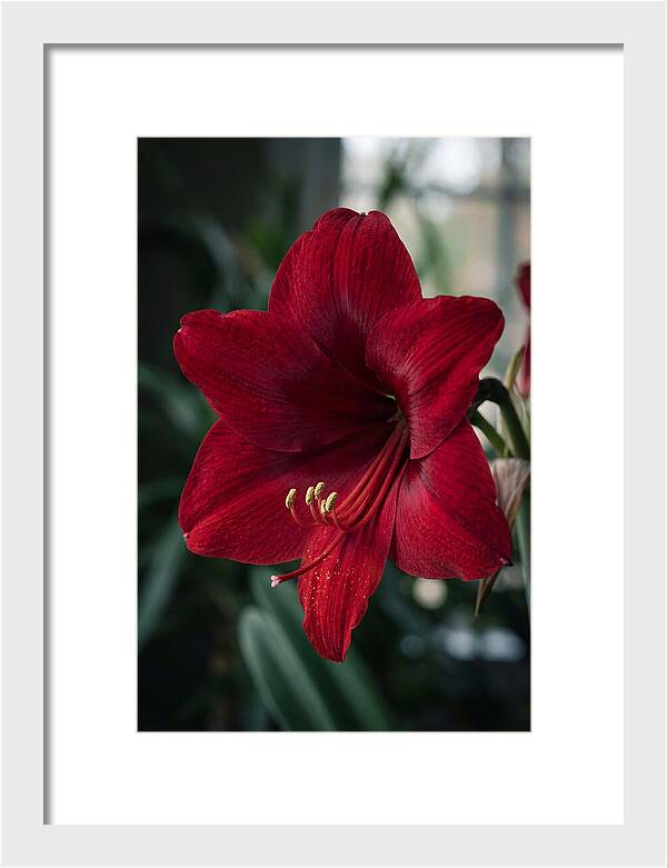 Amaryllis Blooming Elegance