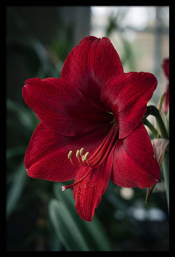 Amaryllis Blooming Elegance