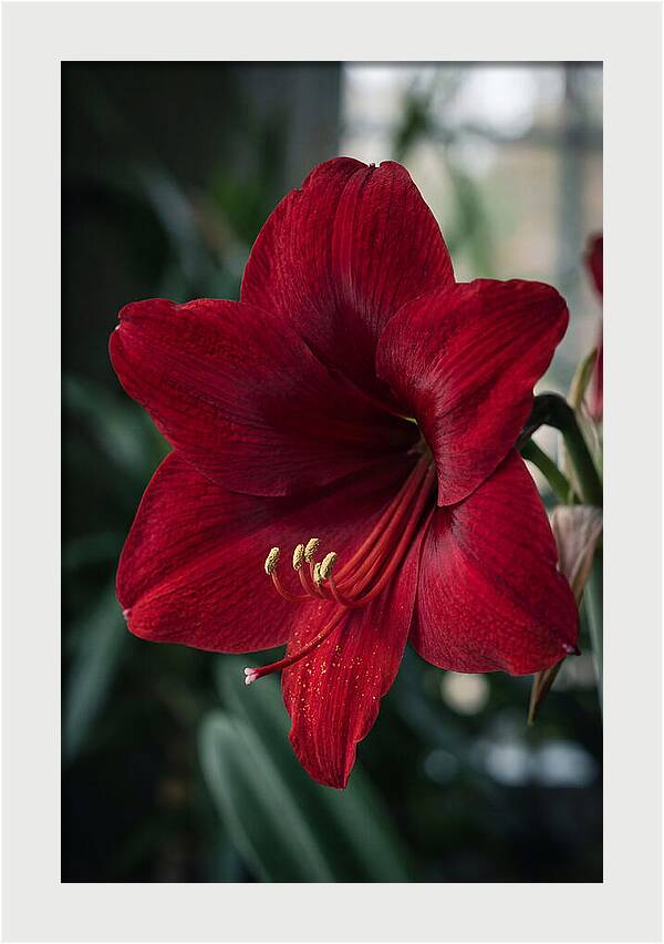 Amaryllis Blooming Elegance