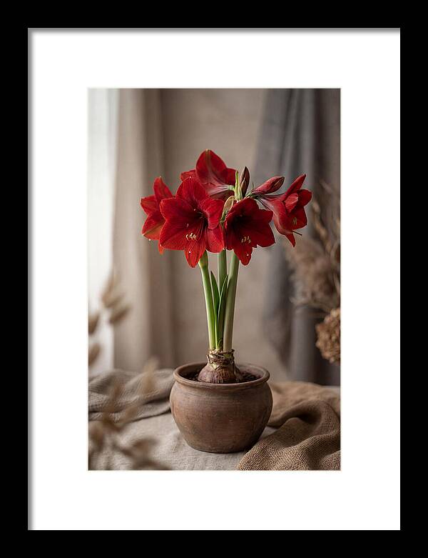 Amaryllis Blooming Elegance