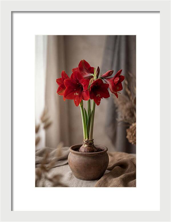 Amaryllis Blooming Elegance