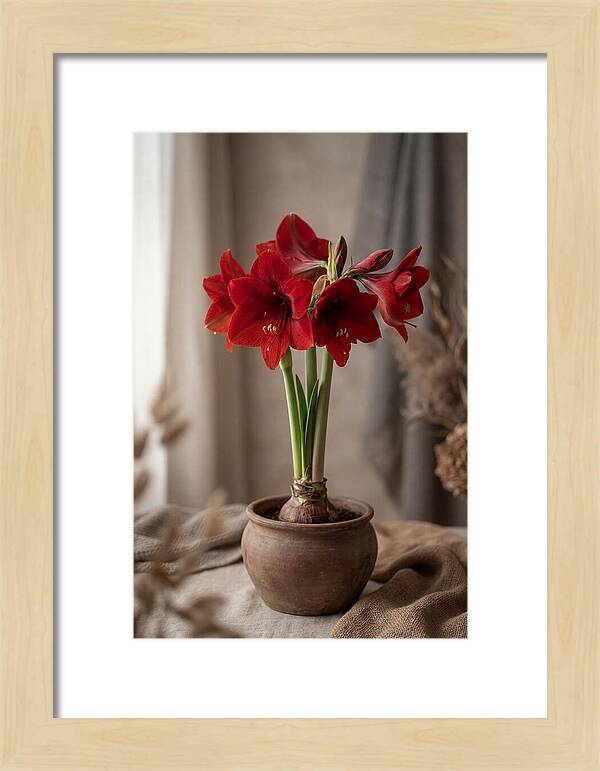 Amaryllis Blooming Elegance