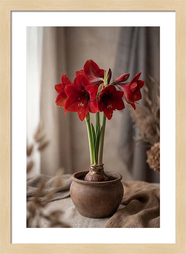 Amaryllis Blooming Elegance