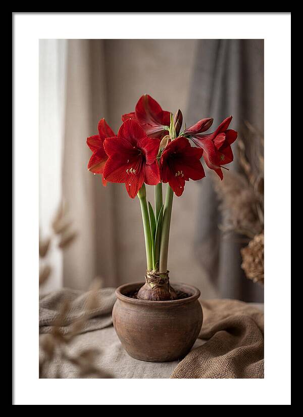 Amaryllis Blooming Elegance