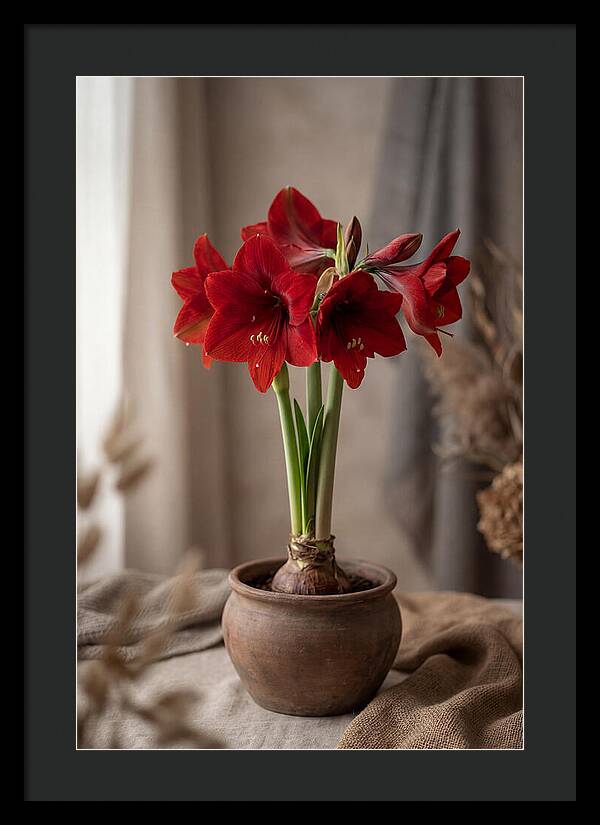 Amaryllis Blooming Elegance