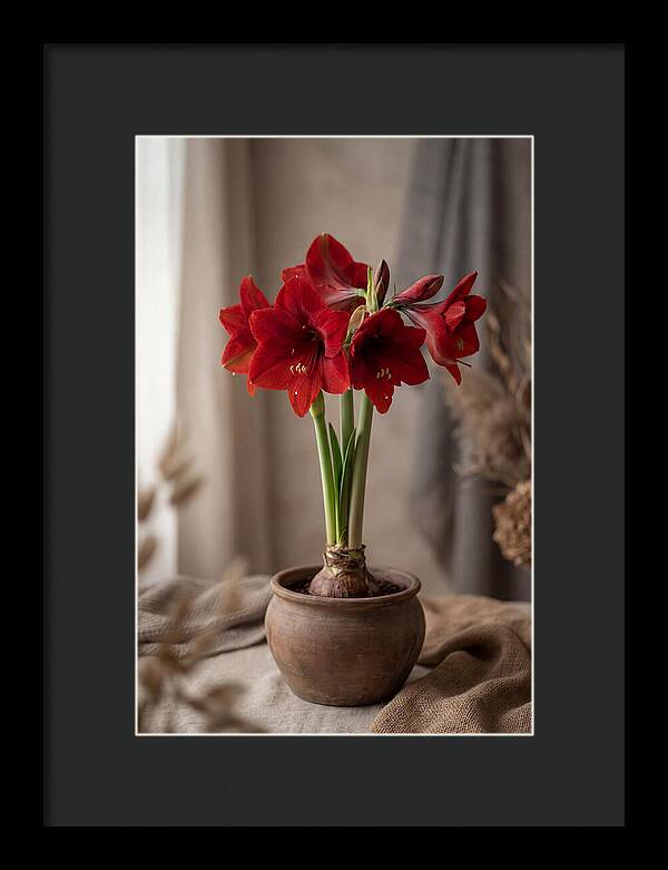 Amaryllis Blooming Elegance