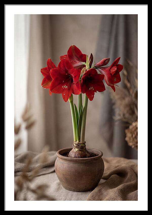 Amaryllis Blooming Elegance