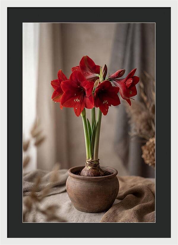 Amaryllis Blooming Elegance