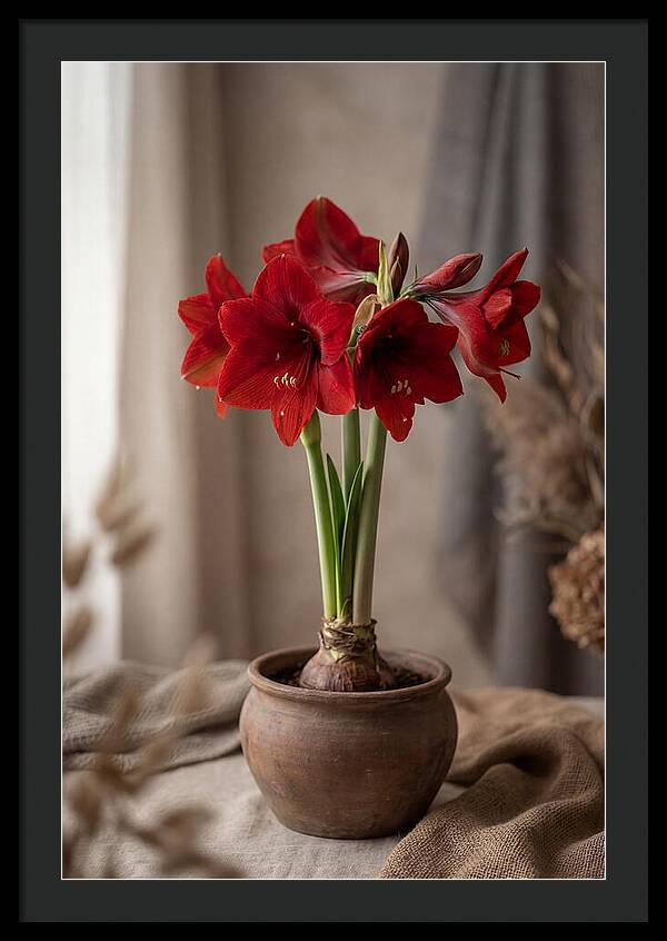 Amaryllis Blooming Elegance