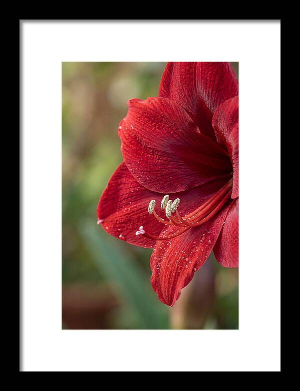 Amaryllis Blooming In Red