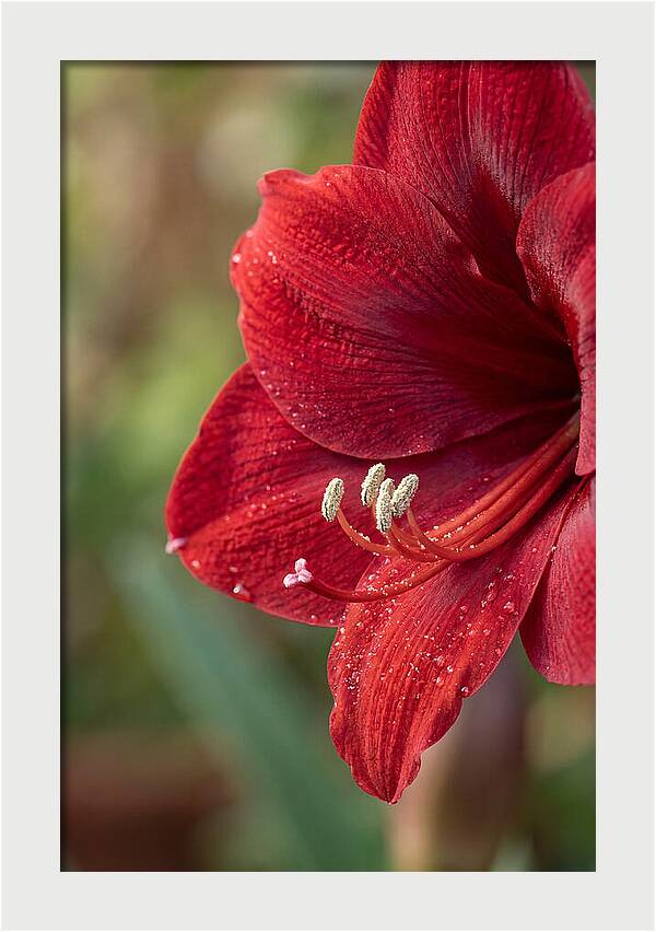 Amaryllis Blooming In Red