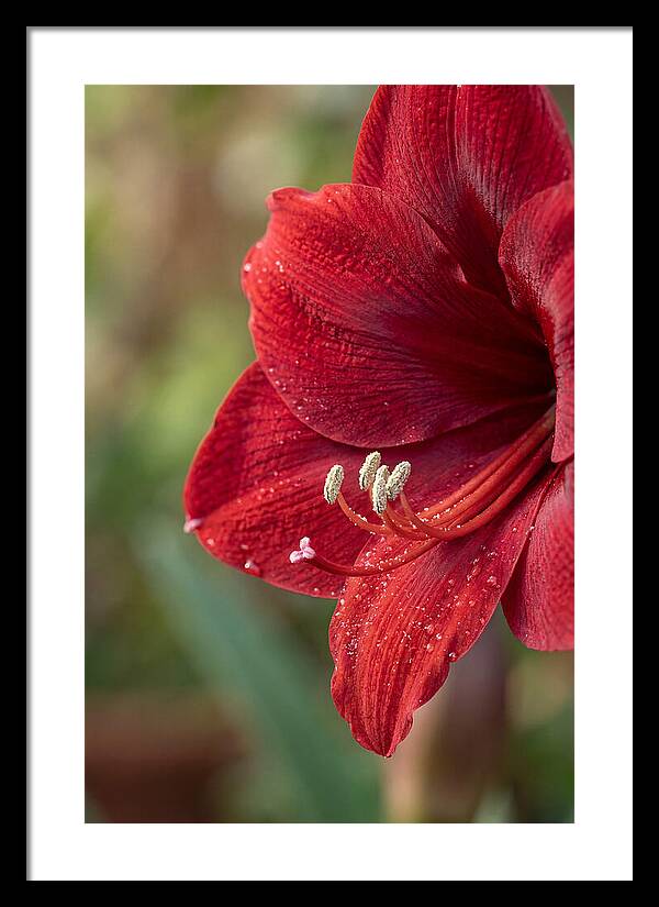 Amaryllis Blooming In Red