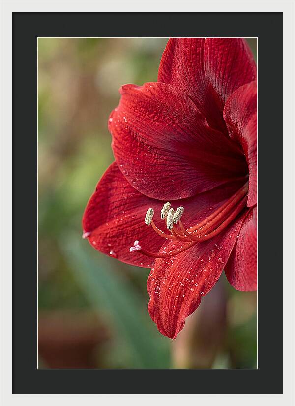 Amaryllis Blooming In Red
