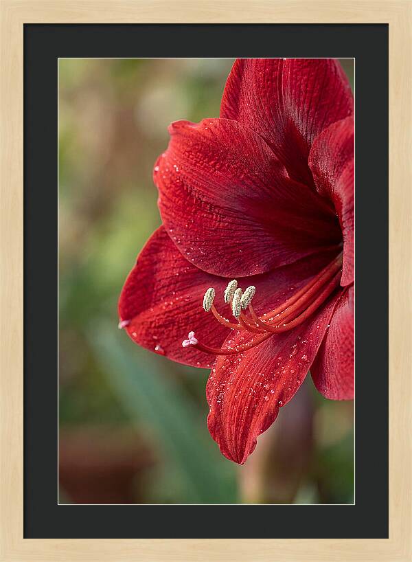Amaryllis Blooming In Red