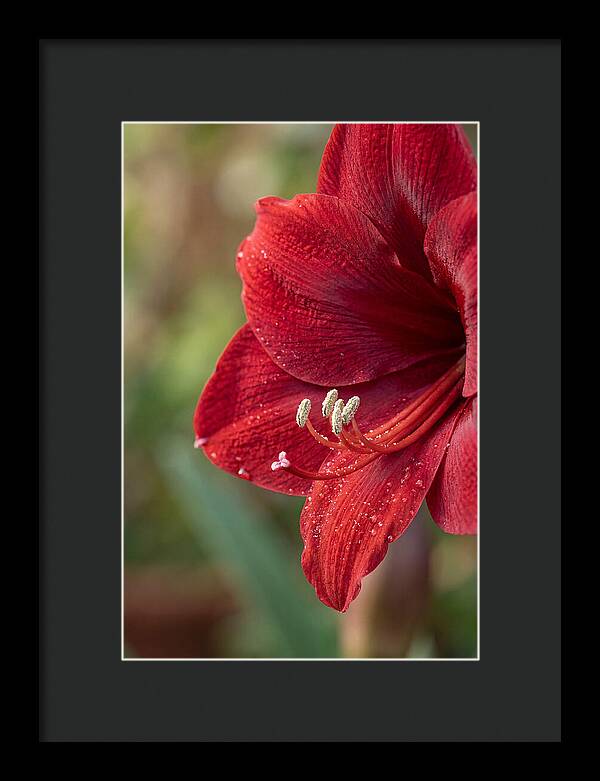 Amaryllis Blooming In Red