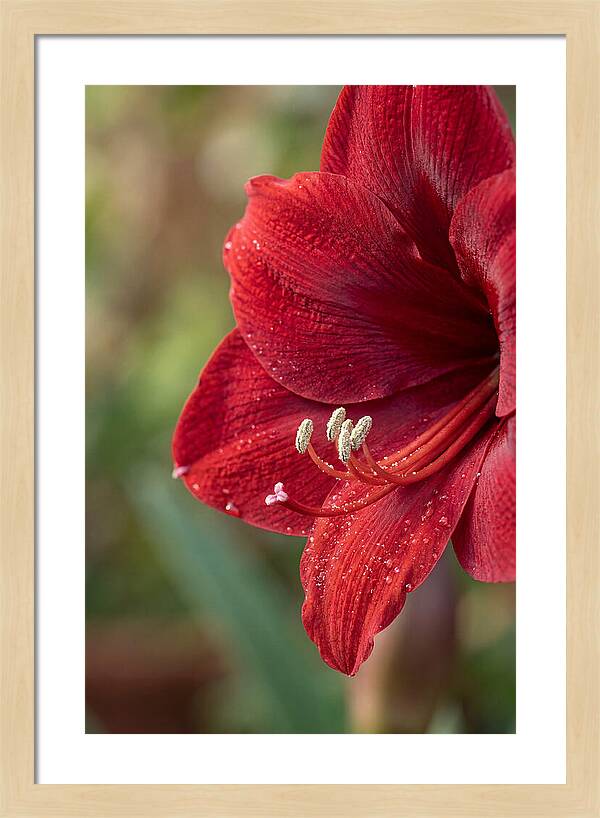 Amaryllis Blooming In Red