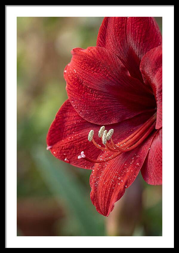 Amaryllis Blooming In Red