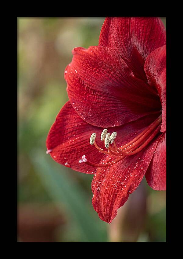 Amaryllis Blooming In Red