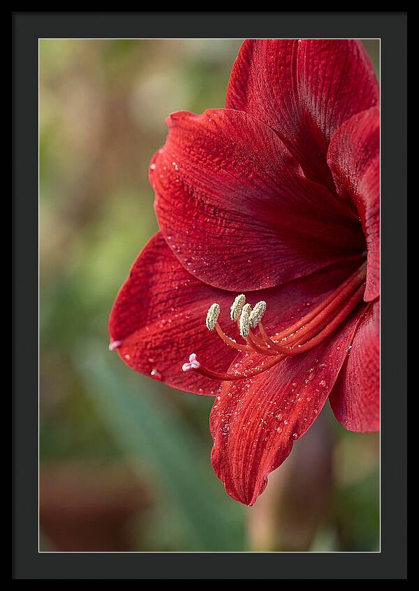 Amaryllis Blooming In Red
