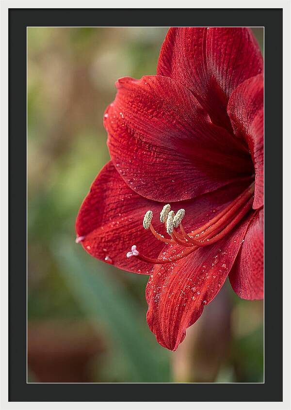 Amaryllis Blooming In Red