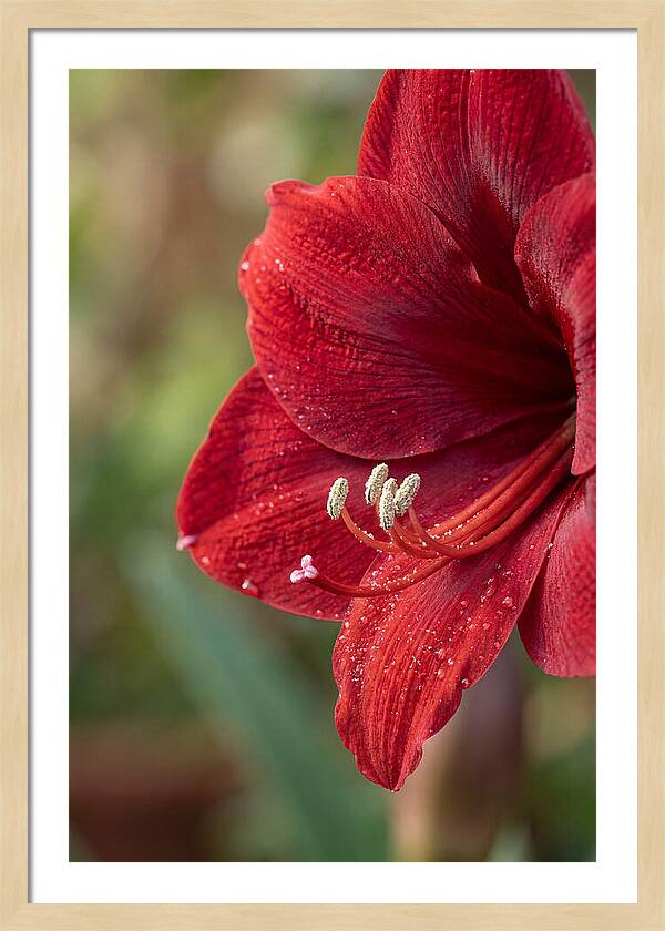 Amaryllis Blooming In Red