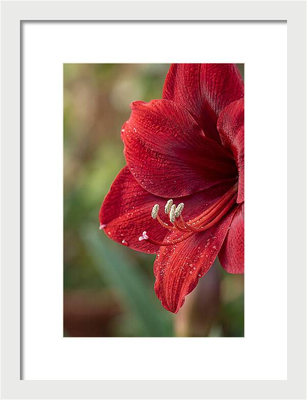Amaryllis Blooming In Red
