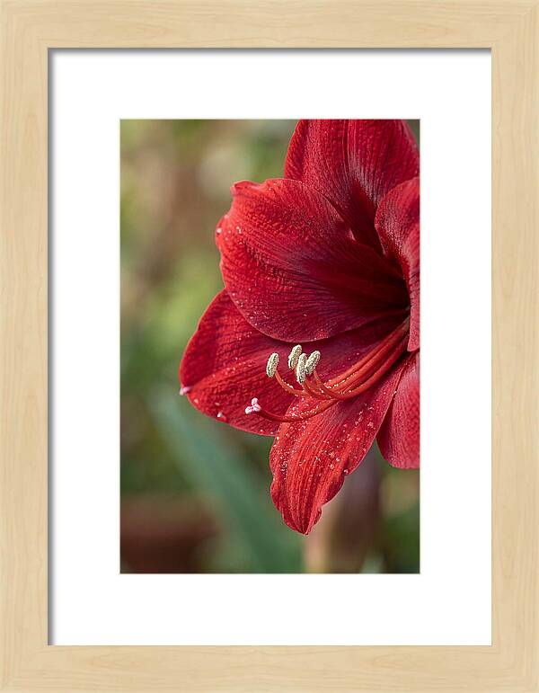 Amaryllis Blooming In Red