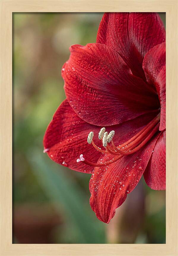 Amaryllis Blooming In Red