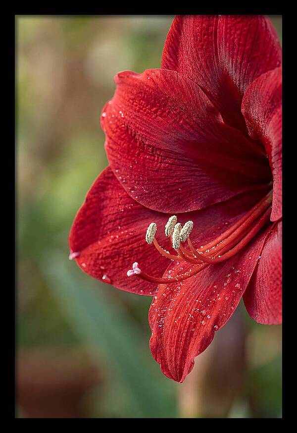 Amaryllis Blooming In Red