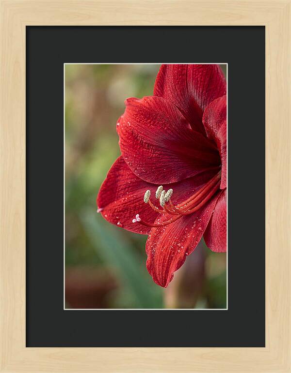 Amaryllis Blooming In Red
