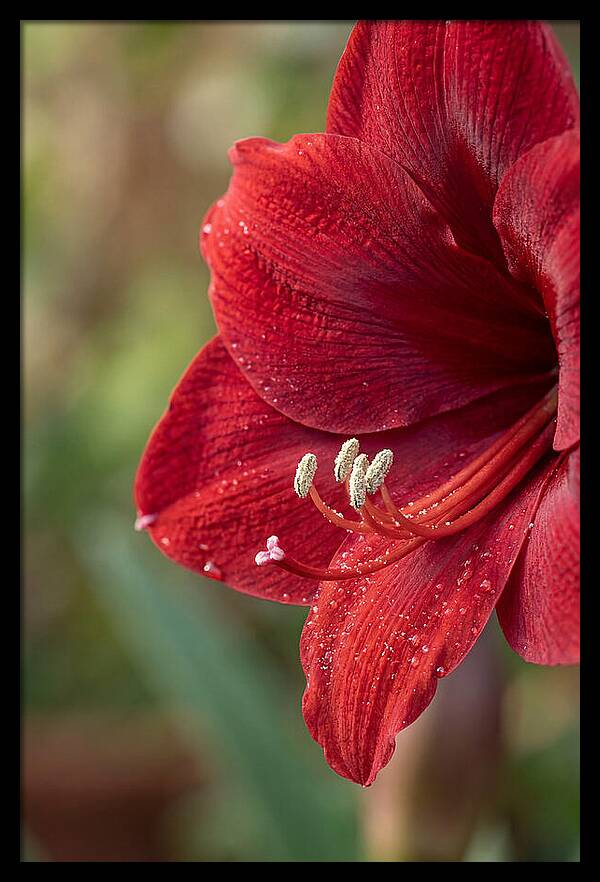 Amaryllis Blooming In Red