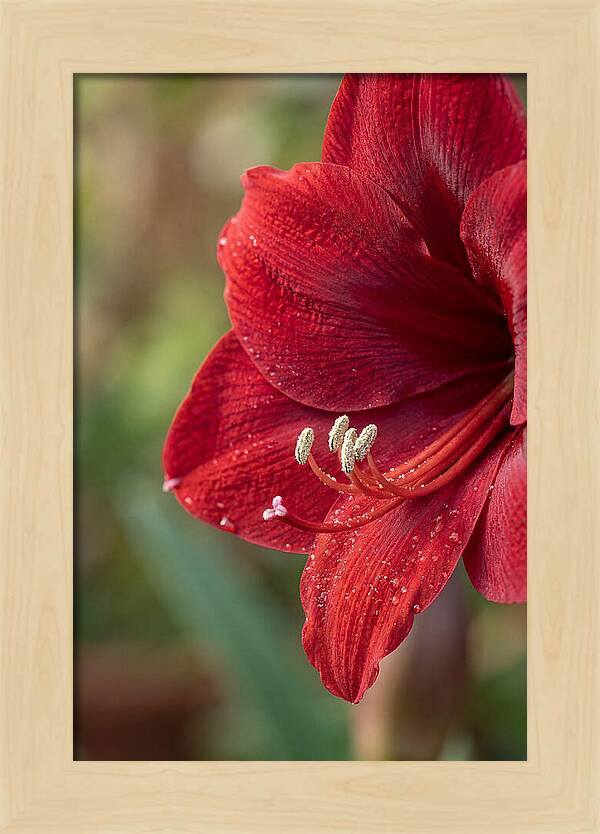 Amaryllis Blooming In Red
