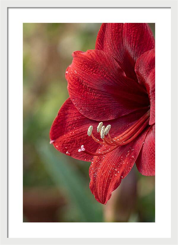 Amaryllis Blooming In Red