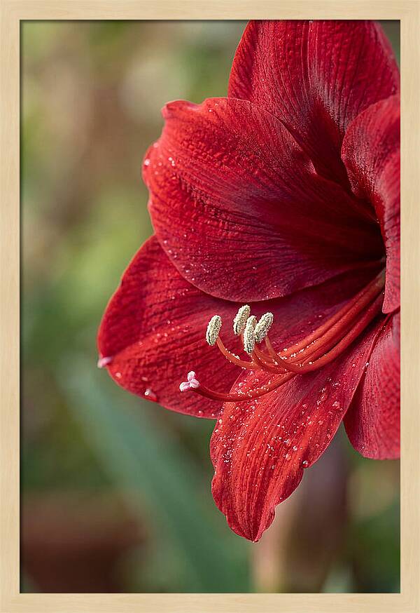 Amaryllis Blooming In Red