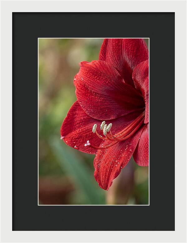 Amaryllis Blooming In Red