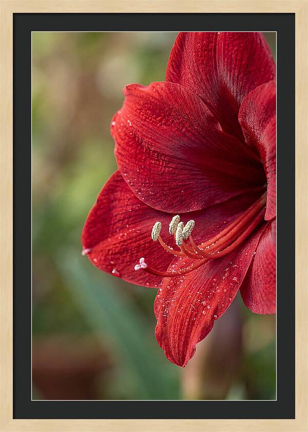 Amaryllis Blooming In Red
