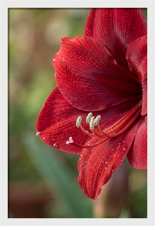 Amaryllis Blooming In Red