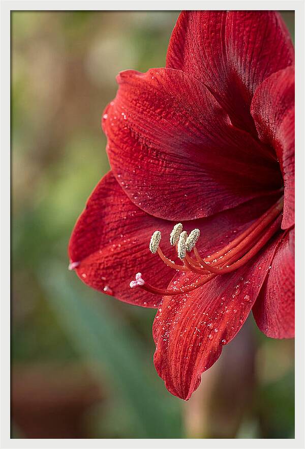 Amaryllis Blooming In Red