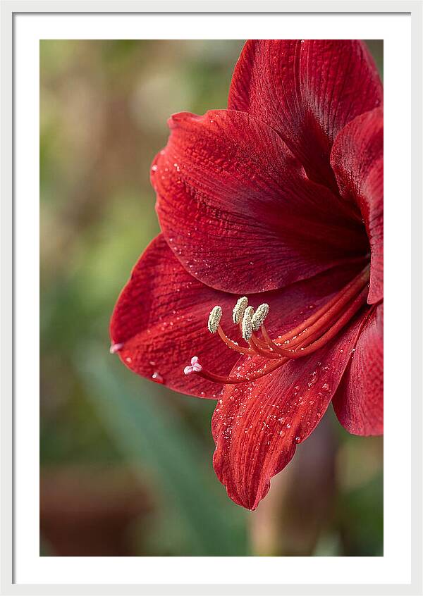 Amaryllis Blooming In Red