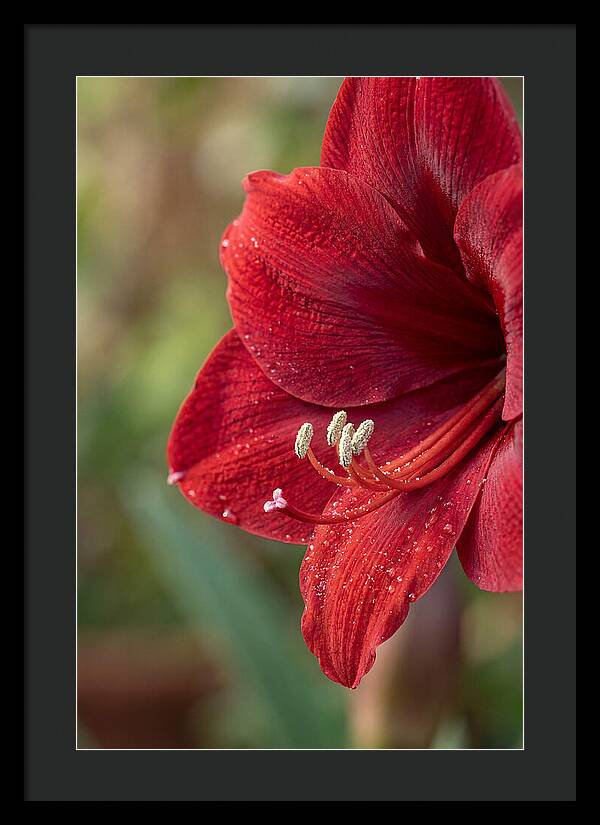 Amaryllis Blooming In Red